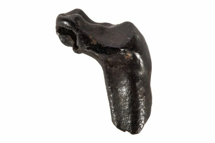 Eocene Primate-Like (Plesiadapis) Mammal Molar Fossil - France #214243
